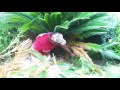 how to trim a sago palm