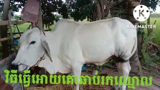 វិធីធ្វើអោយគោឆាប់រកឈ្មោល