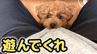 【トイプードルのテト】遊んでくれ‼️テトとおっさんの日常#トイプードル #toypoodle