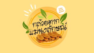 กล้วยตากแม่นงลักษณ์ (Solar dried banana) - กล้วยอบพลังงานแสงอาทิตย์