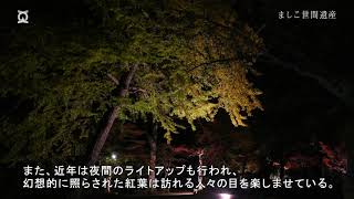 ましこ世間遺産／認定No 31 円通寺の紅葉と大銀杏