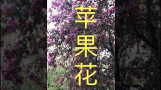 我家的苹果花 My beautiful apple flowers