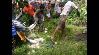 ആലപ്പുഴയിൽ നിന്നും പഴകിയ മത്സ്യം പിടിച്ചെടുത്ത് നശിപ്പിച്ചു