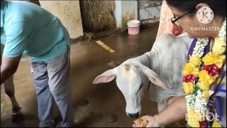 GO- PUJA. Cow Worship. Nellore iskcon Temple. Hare Krishna!