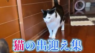 猫の出迎え集