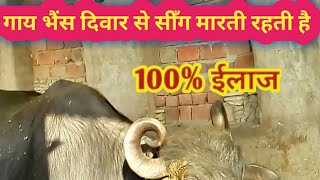 गाय-भैंस दिवार से सीँग मारती है,Cow Buffalo Horn Problem Solution.Dairy Farming Information In Hindi