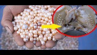 PEARL FARMING (perlas ng silangan)