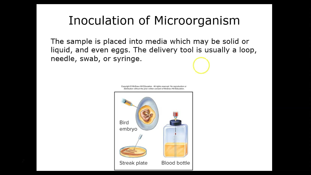 Bio 235 Chapter 3 Talaro Youtube