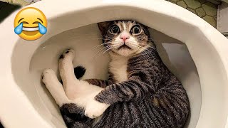 Funniest Animals 😄 New Funny Cats and Dogs s 😹🐶 - Part 15