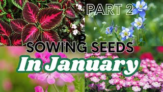 I am Starting My Garden Seeds In January and You Should Too! 😮 PART 2 🌿 What Seeds to Sow in January