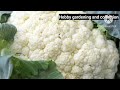 ಕಾಲಿಫ್ಲಾವರ್ ಕೃಷಿ ಲಾಭದಾಯಕ ಕಾಳಜಿ ಮತ್ತು ತಂತ್ರಗಳು cauliflower farming tips in kannada