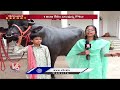 ground report sadar festival preparations in full swing at musheerabad hyderabad v6 news