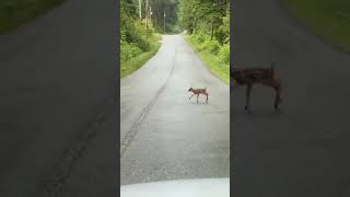 This is love 💝💝 wonderful nature baby deer 🦌🦌#shorts #deer #love #kitty