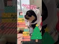 雪だるま⛄️チワワ shorts dog pets chihuahua ショート 犬 ペット チワワ