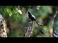 greater racket tailed drongo bird call