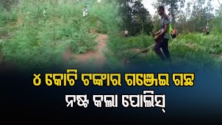 ୪ କୋଟି ଟଙ୍କାର ଗଞ୍ଜେଇ ଗଛ ନଷ୍ଟ କଲା ପୋଲିସ୍‌ | Odisha Reporter