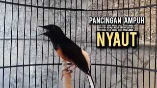 murai batu gacor AMPUH buat PANCINGAN murai batu agar bunyi JADIKAN burung murai gacor EMOSI