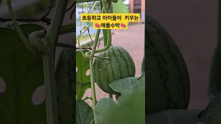 3학년 친구들이 키우는 애플수박이.주렁주렁 열렸어요🍉🍎🍅