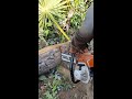 sawing process palm tree with chainsaw stihl ms070 114