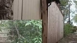 Bad Dog - Dog Can Escape Any Backyard