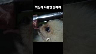 우대갈비를 처음 먹어본 새끼 강아지ㅋㅋ