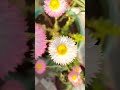 beautiful acroclinium flower beautifulflowers terracegarden viral shorts