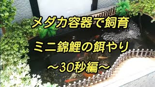 ベランダ ミニ錦鯉 餌やり