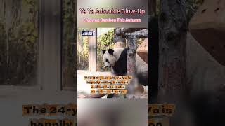 【Ya Ya’s Adorable Glow-Up:Enjoying Bamboo This Autumn】