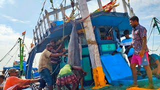 500lb Giant Blue Marlin Fish caught deep sea fishing boat