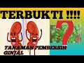 CARA MUDAH MEMBERSIHKAN ORGAN GINJAL SECARA ALAMI // SAKIT GINJAL SEMBUH DENGAN TANAMAN INI!!!