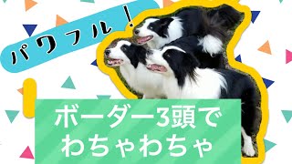 ボーダーコリー3頭でわちゃわちゃ！