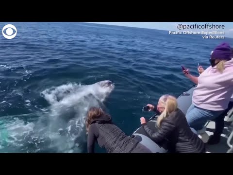 Do GREY whales swim in pods?