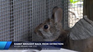 New England Cottontail