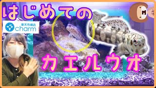 【海水魚飼育】初めてカエルウオをcharm！さんで買いました！！【90cm水槽】