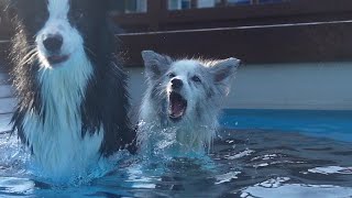 Cowardly Border Collie who swims well.