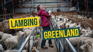 I spent a week birthing lambs on a sheep farm in Greenland!