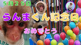 ５月２５日は、らんまくんがうちに来てくれた記念日　おめでとう🎉