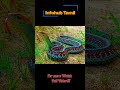 most beautiful snakes tamil shorts tamil mostbeautifulsnakes