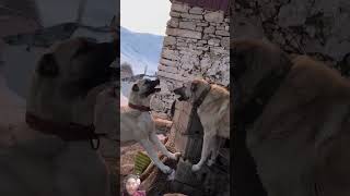 2 कंगाल डॉग 💫🥰 #dogfight #dogvideos #dogs #kangaldog #köpek #doglover #kangal #dogshorts #doglife