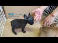 フレンチブルドッグ子犬（生後58日頃）愛知ブリーダー