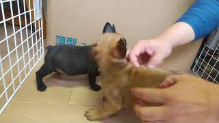 フレンチブルドッグ子犬（生後58日頃）愛知ブリーダー