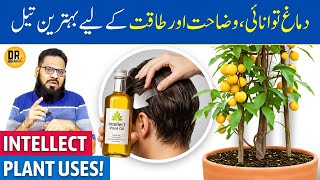 Malkangni Ke Beej/Oil Ke Fayde | Intellect Tree Oil Benefits | Jyotishmati | Dr. Ibrahim