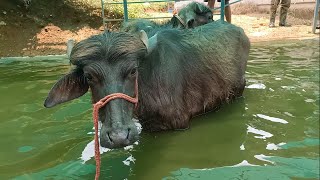 success story of #Murrah buffalo farming കോതമംഗലം സ്വദേശി മാത്യു എന്ന കോളേജ് വിദ്യാർത്ഥിയുടെ വിജയകഥ!