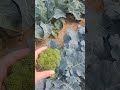 picking broccoli 🥦 harvest vegetable shortvideo garden vegtables farm harvesting gardening