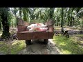 Beginilah kerja mupuk kebun kelapa sawit dikalimantan #pupuksawit