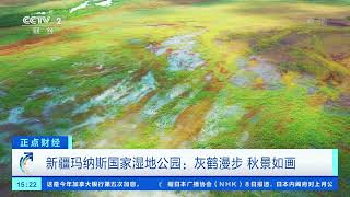 [正点财经]新疆玛纳斯国家湿地公园：灰鹤漫步 秋景如画|CCTV财经