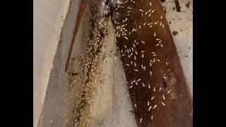 #termites #destroy #assets #home #warehouse #factory #pest #service #cambodia #telegram 077843543