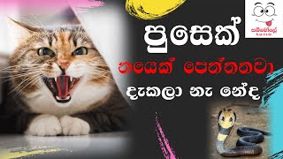 Meme Athal Sinhala New | Tik Tok Sri Lanka 2021 | Sambole