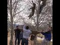 Mountain Lion Rescued From Tree in Grand Junction, Colorado