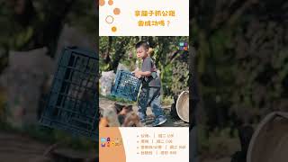 小小孩用籠子抓公雞，害怕又想嘗試的表情超可愛│公視《WAWA哇》每週二公視+上架＃shorts